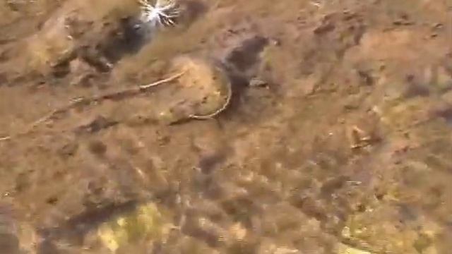 Маты елгасында жеп еланы «конский волос» или «волосатик» смотреть онлайн