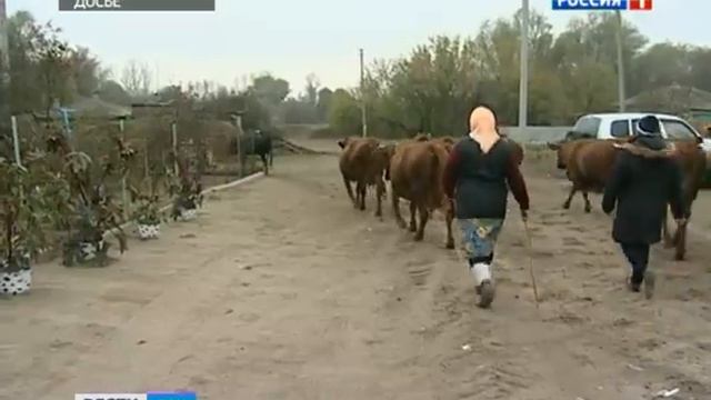 В Ростовской области за последние две недели зафиксирован третий случай бешенства смотреть онлайн