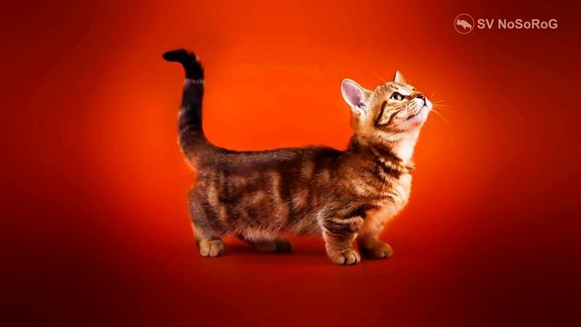 Топ 10 САМЫХ ИЗВЕСТНЫХ ПОРОД КОШЕК
