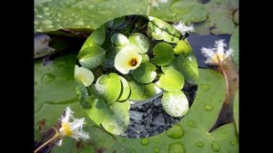 НИМФЕЙНИК , или БОЛОТНОЦВЕТНИК (NYMPHOIDES) сем. Вахтовые