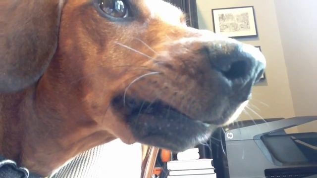 Growl/Yawn смотреть онлайн