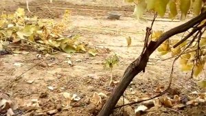 Обрезка виноградного куста на чёрную голову , для будущей прививки .