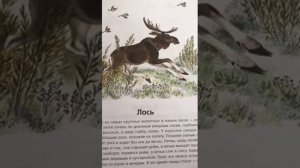 В. Храбрый. Животные нашей страны. Лось - Читает Валентина Горбатова. Детская библиотека