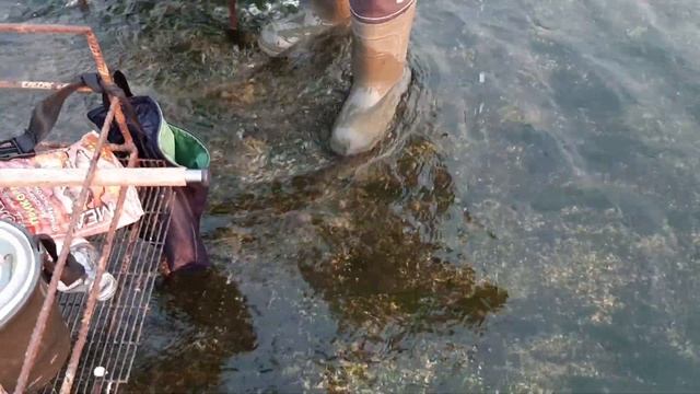 Ловим хорошего окуня. Рыбалка на Белоярском водохранилище.