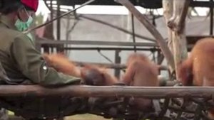 Очень милые малыши орангутаны