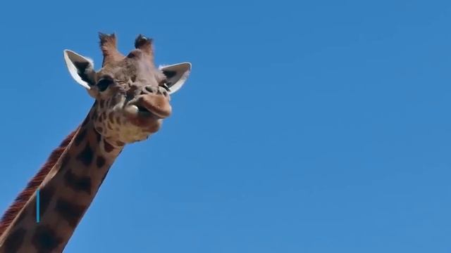 8 мифов о выживании которые сделают только ХУЖЕ смотреть онлайн