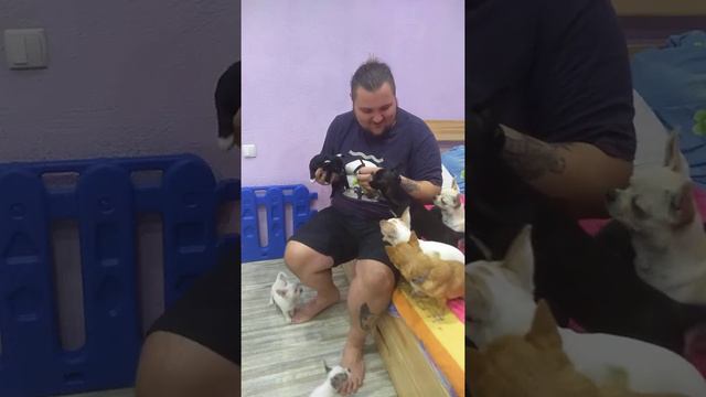 Много чихуахуа Симферополь