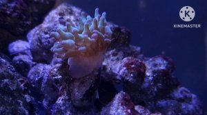 Первые жители в море