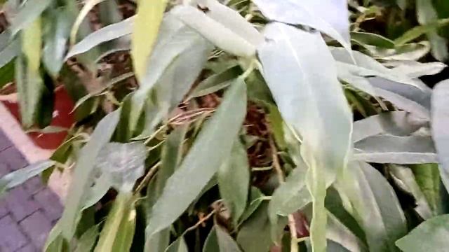 Комнатные цветы-крупномеры в магазине Садовый центр. смотреть онлайн