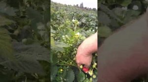Ремонтантная клубника непрерывного плодоношения сорт"Виваро"