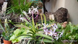 Neofinetia falcata shutenno-Цветение и Уход😘