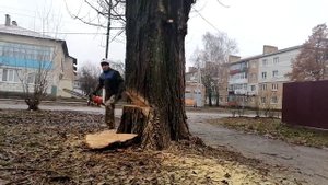 Как спилить большое дерево за 30 секунд)