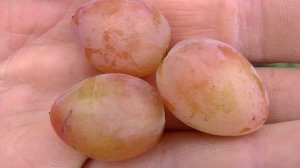 Юбилей херсонского дачника,виноград для души.