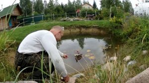 Дикие УТКИ. Внезапный навязчивый клининг моего пруда за кормёжку.