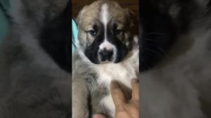 САО АЛАБАЙ МАТУРХАНА , БУЛЬДОЗЕРА , ЦЕЗАРЯ И ЯРСА ПРАВНУКИ