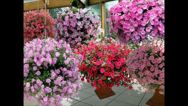 Клумбы из петунии: как красиво посадить петунию в саду. смотреть онлайн