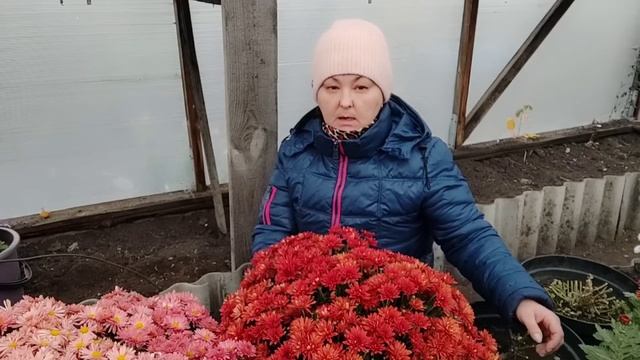 Хризантема мультифлора. Один из способов сохранить зимой.