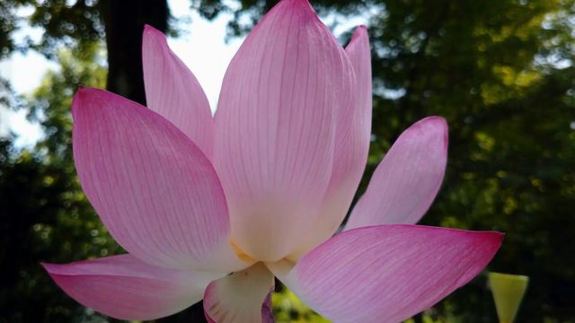 ハス　【大暑】　Nelumbo nucifera смотреть онлайн