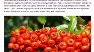 Рябина черноплодная и другие сорта рябины