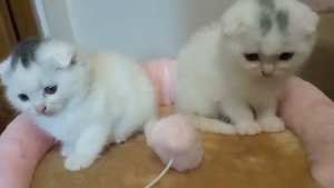 определить пол котенка,  где он, а где она.