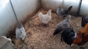 Как я использовала живые бактерии...