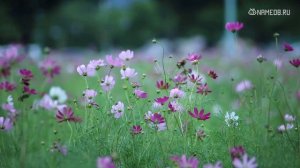 Совместимость: женщина-овен и мужчина-рак