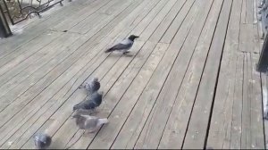 Смелый голубь ест с руки!