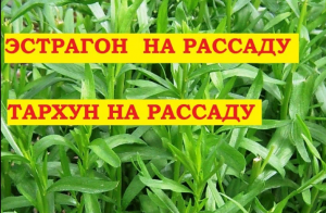 Эстрагон сажаем семенами на рассаду Тонкости посадки