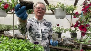 Размножаем петунию. 28.04.2024.