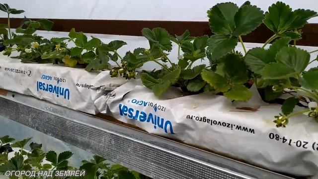 КЛУБНИКА В ТЕПЛИЦЕ/Начало цветения. смотреть онлайн