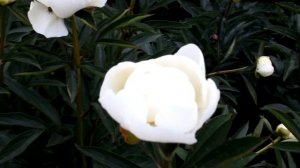 Lactiflora Madame Claude Tain | R2 Flowers BV | Peonies