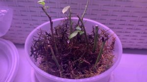 Черенкование голубики зимой зелёными черенками!