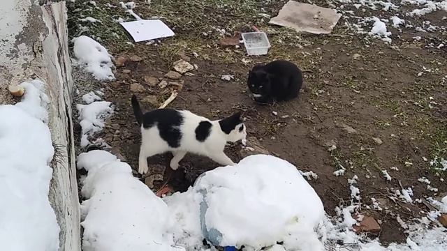 Молодые коты весело играют после обеда.After lunch young cats have fun playing.