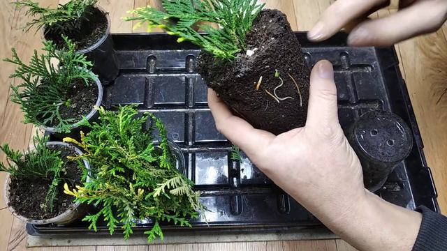 Как УКОРЕНЯЕТСЯ ТУЯ? Будем черенковать ТОЛЬКО ТАК!