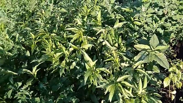 Простой водопровод для полива по всему огороду