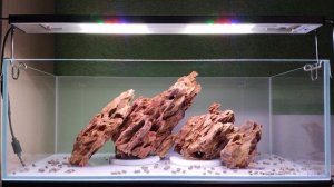 Запускаю акваскейп с новым светом  Оформление аквариума 40 литров  Камень Дракон