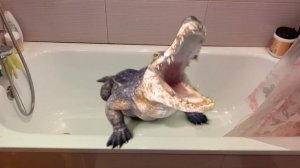 Эмма и история про домашний зоопарк