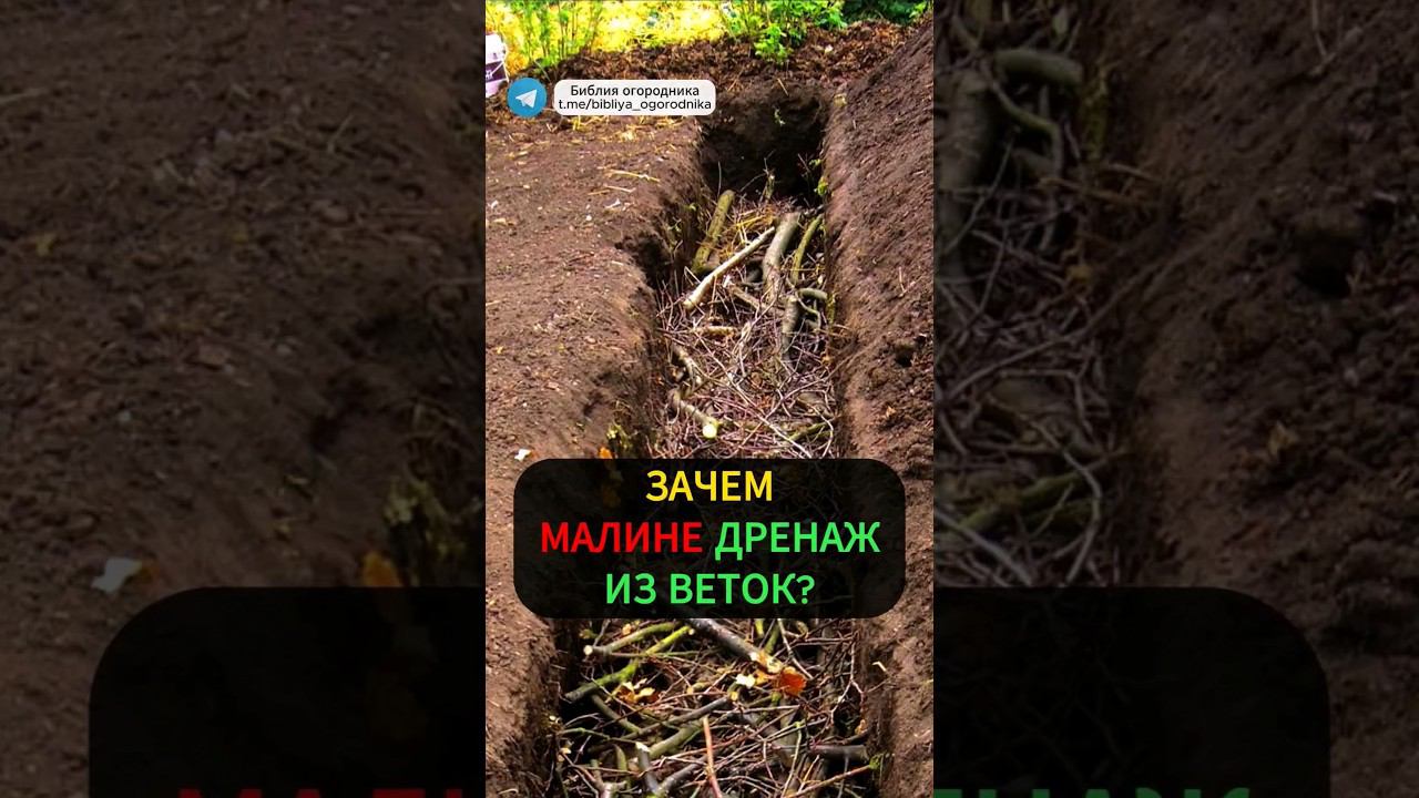 Секрет посадки малины: дренаж из веток для малины #огород #урожай #садоводство #малина #дача #сад