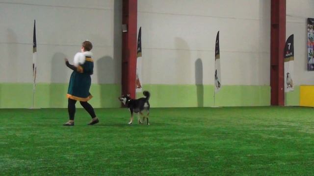 Ширяева Мария и лапландская оленегонная собака МАРГО Вне зачета смотреть онлайн