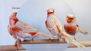 Анапские цветные канарейки