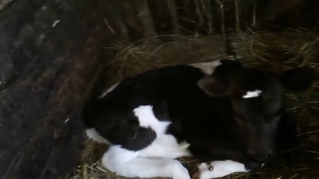 Каждый день-как праздник!Солнце и хорошее настроение! смотреть онлайн