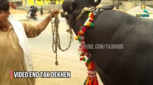 Pakistani Heavy Beautiful Buffalo / Sanda || Bhains Colony Cow Mandi