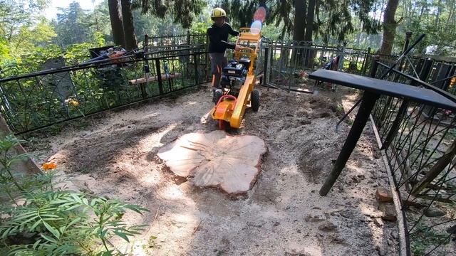 Как убрать метровый пень на кладбище методом дробления. Иваново. Laski f360. Stump grinder.