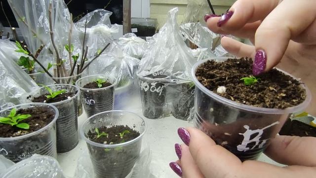 На какой стадии лучше пересаживать укорененные почки гортензии ? Как я размножила Бонфаер и Пиксио смотреть онлайн