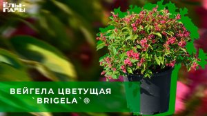 Вейгела цветущая `Brigela`®