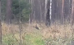 Глухарь на дороге глухари осенью едят камни