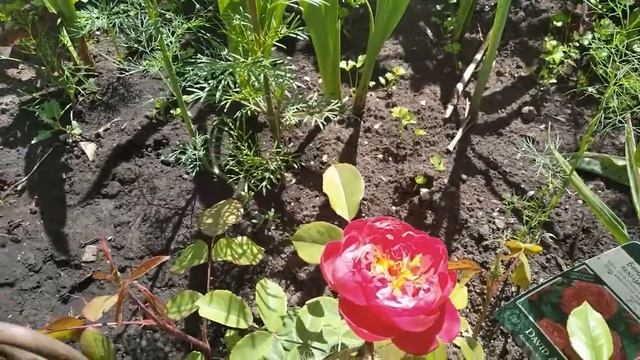 Английская роза Бинджамин Бритон; Оливия Роуз Остин; Шарлота смотреть онлайн