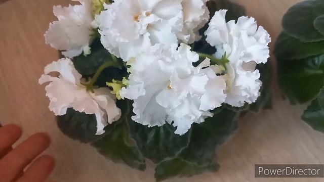 Белоснежки!? Цветущие фиалки НК - Хлопок и ЕК -Белый Мустанг. Цветы 6-7 см !!!//#Africanviolets смотреть онлайн