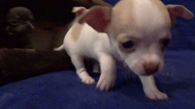 Funny dog Videos-Mirashow/Расчет веса мини собачек чихуахуа и шпиц померанский. смотреть онлайн