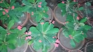 How To Grow Euphorbia Plant New Latest Variety 2018